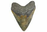 Fossil Megalodon Tooth - North Carolina #347119-2
